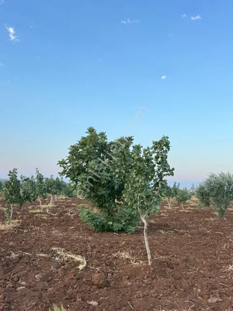 Sahibinden Satılık Kepir Tarla Fıstıklık 24 Dönüm Müstakil Tapulu