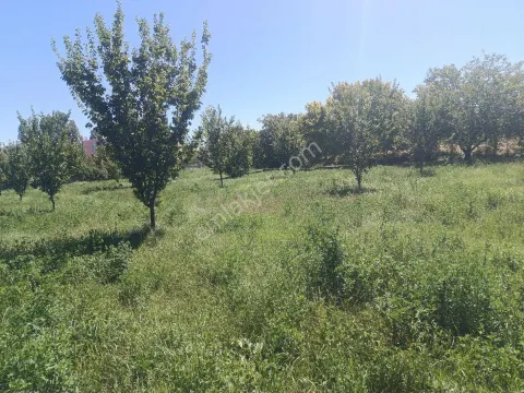 Sahibinden Kemerköprü Merkezde 5 Dönüm