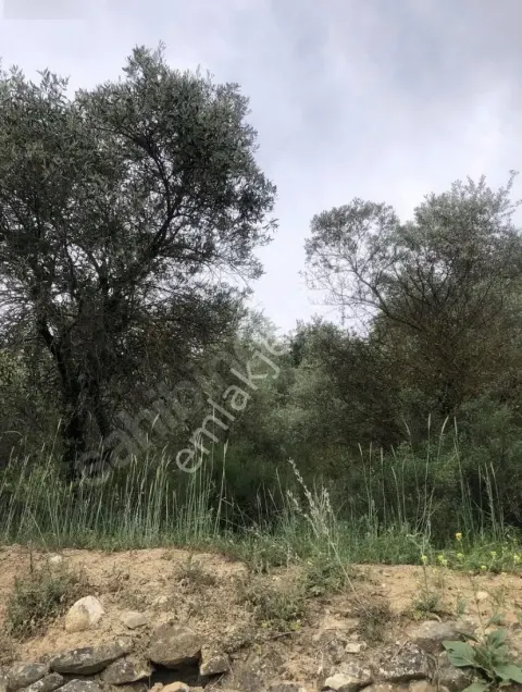 Sahibinden Satılık Bahçe