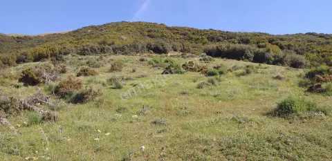 Sahibinden Tire 'de 24.387 M² Dsi Sondaj - Su İzinli Tarla