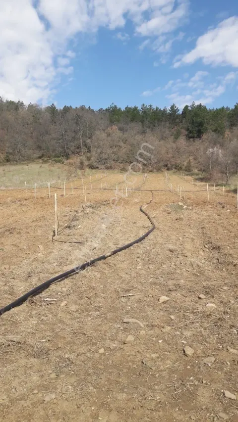 Sahibinden Suyu Ve Yolu Olan Ağaç Dikili Ve Meyve Vermeye Başlamış Güzel Konumda Bahçe