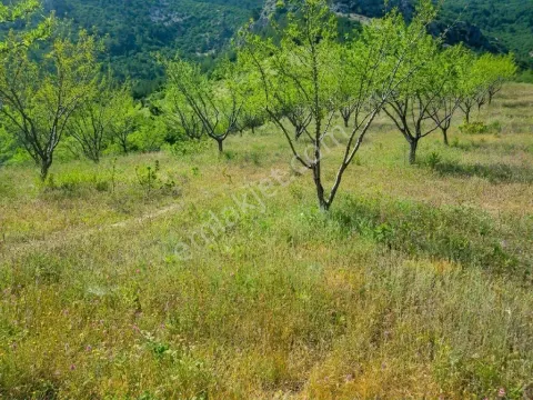 Sahibinden Sahibinden Sakarya Pamukova Boşnak Mahallesi'nde Seyir Tepesi Niteliğinde Yatırımlık Badem Bahçesi!