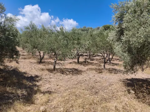 Sahibinden Köy İçinde Sayılır Yürüme Mesafesinde