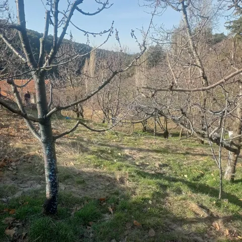 Sahibinden 630 Metrekare Kiraz Bahçesi