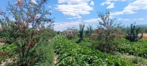 Sahibinden Satılık Vişne Bahçesi