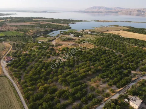 Sahibinden Battalgazi Kadıçayırında Çiftlik