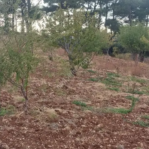 Sahibinden Çok Acil İhtiyaçtan Satılıktır