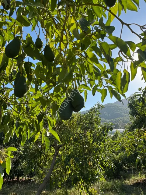Sahibinden Acil Satılık! Anamur'da Deniz Manzaralı Avokado Bahçesi