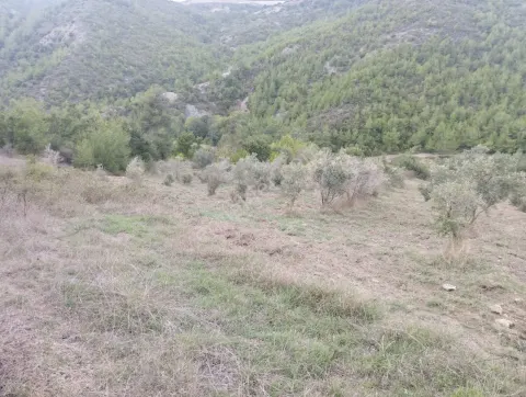 Sahibinden Kızılçat Köyünde Satılık Zeytinlik