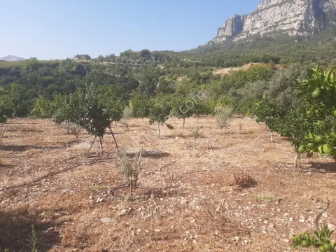 Sahibinden Zeytin Ve Kanlı Portakal Bahçesi