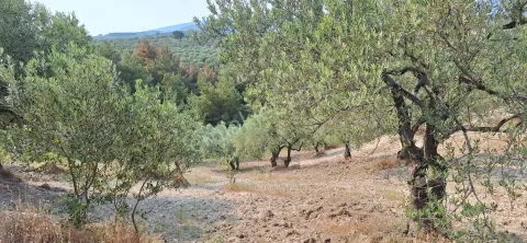 Sahibinden **zeytin Tarlası***