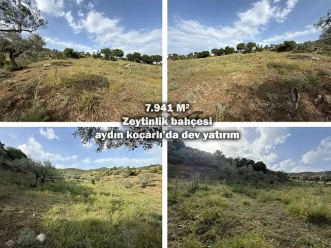 Sahibinden Koçarlıda Acil Satılık Zeytinlik