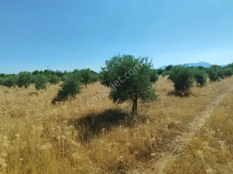 Sahibinden Anayola 200 Mt Düz Zemin Zeytinlik