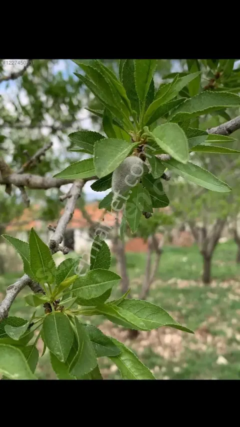 Sahibinden Sahibinden Satılık Çıtır Bademlik 3,3 Dönüm