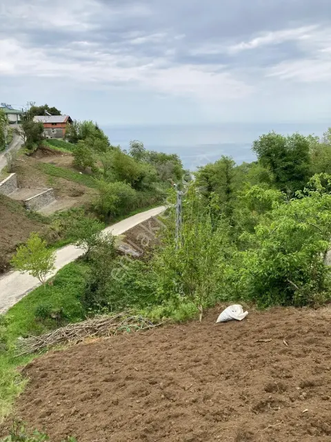 Sahibinden Mersin Mahallesinde 4.481 M2 Tek Tapu Yatırımlık Arazi