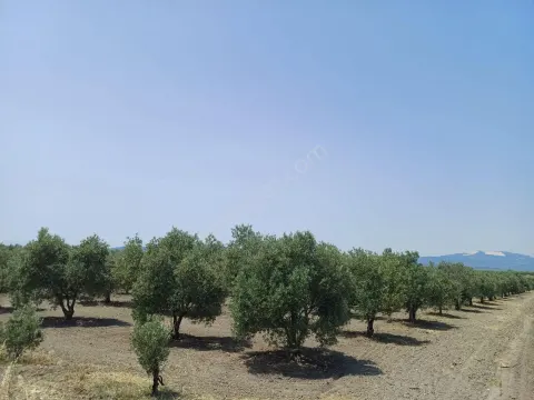 Sahibinden Satılık Zeytinlik