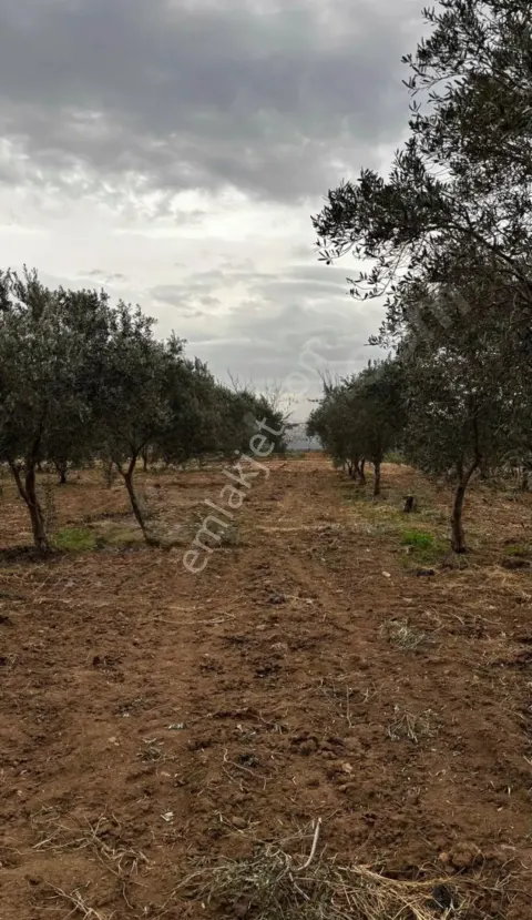 Sahibinden Acil Satılık Bergama Bölcekte Zeytinlik