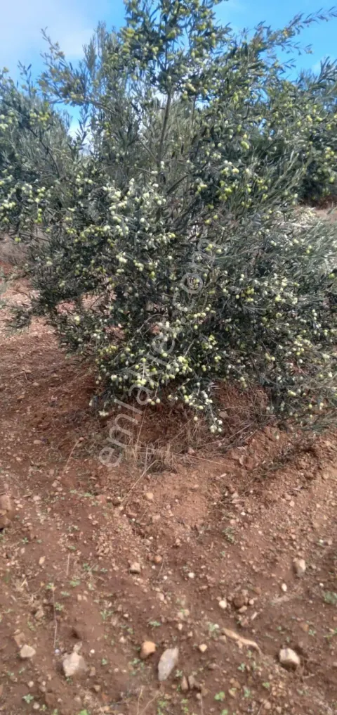 Sahibinden Satılık Zeytinlik