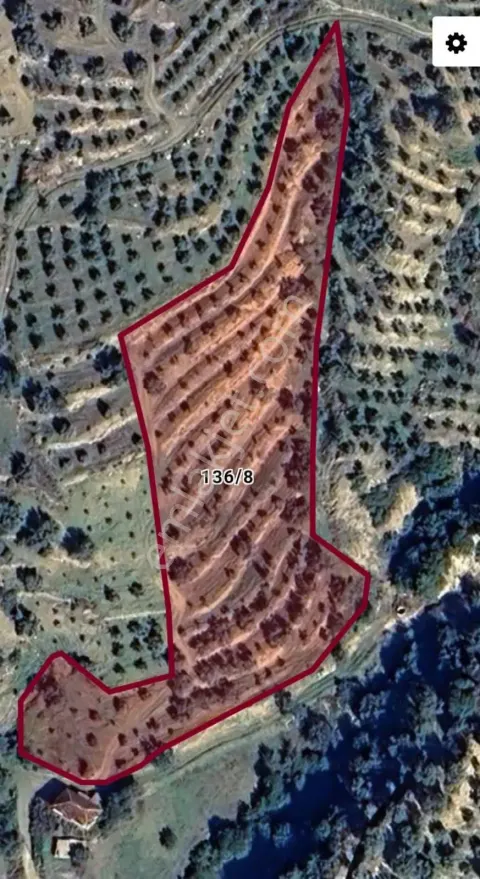 Sahibinden Aydın/bozdoğan/güneyyaka Mahallesi - 245 Adet Zeytinlik
