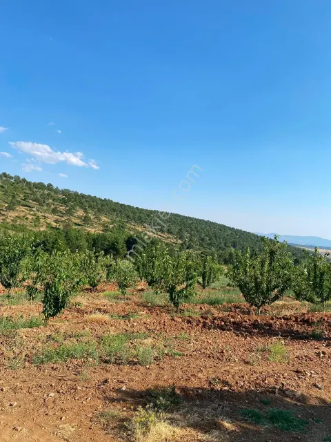 Sahibinden Mihalıççık İlçesinde İhracata Yönelik Kirazlık