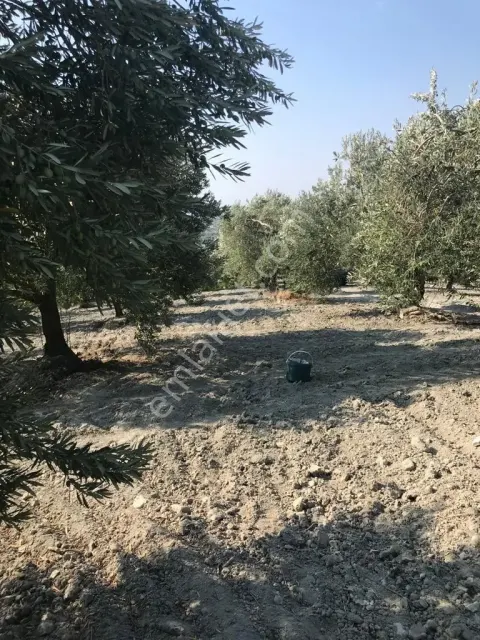 Sahibinden Akhisar Zeytinliova'da Satılık 20.148 M² Verimli Zeytinlik