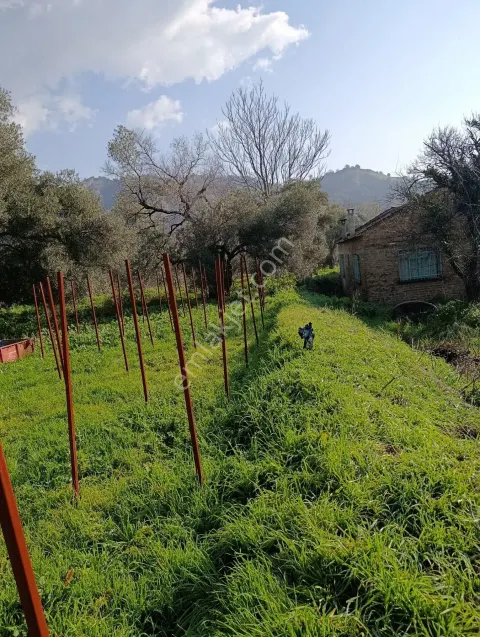 Sahibinden İçinde Büyük Zeytin Ağaçları Ceviz Nar Kayısı Ağacı Var Büyük Su Havuzu Var Yola Sıfır Elektrik Su
