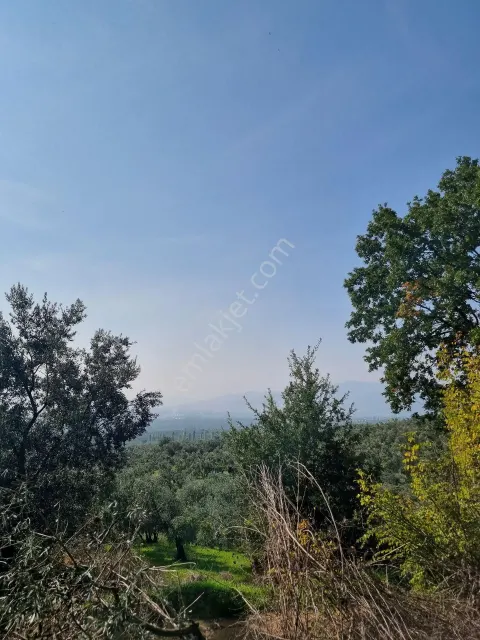 Sahibinden Orhangazi Üreğil'de Satılık Zeytinlik 901 M²