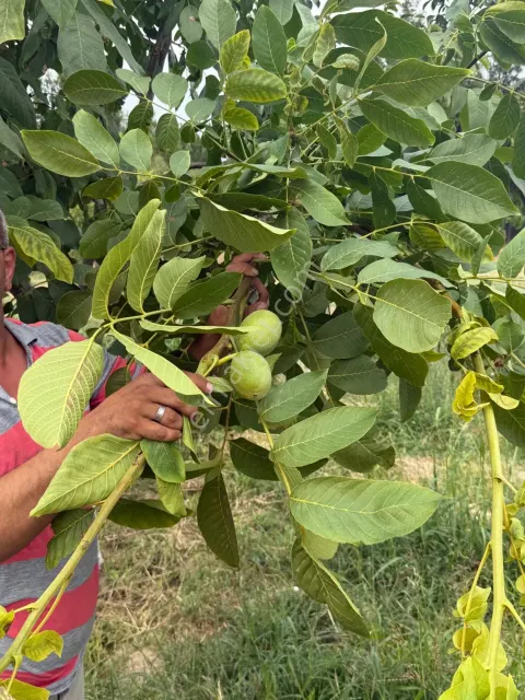 Sahibinden Denizli Buldan Teke’de Satılık 116 Dönüm Chandler Ceviz Bahçesi