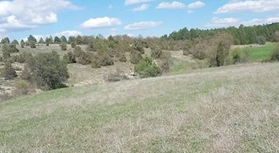 
          MUHTEŞEM ARAZİ AKARSU YANINDA BİRİNCİ SINIF DİKİM ARAZİSİ KADASTRAL YOLU VAR.7353.M2.KARE FIRSATTIR
        