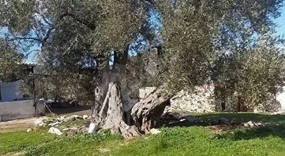 
          BODRUM ÇAMLIK KÖYİÇİ KUPON ARSA
        