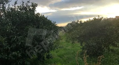 
          Sahibinden Satılık Mandalina Tarlası
        