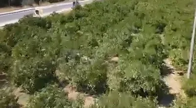 
          ? Ahmetbeyli’de Denize 1 km – 1700 m² Tek Tapu Mandalina Bahçesi
        