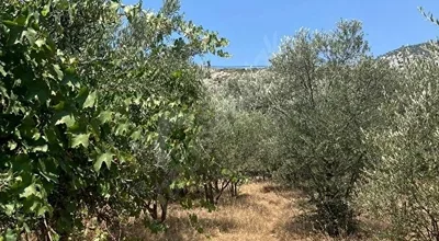 
          Ege ve Akdeniz koylarına yakın Villalık müstakil tapulu arsa
        