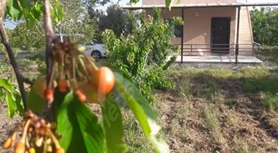 
          Bağyurdu satılık kiraz bahçesi içinde ev var
        
