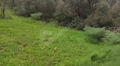 
          BAĞLA'DA DOĞA İÇİNDE YASAL KOOPERATİF 352 m2 YOLA CEPHE PARSEL
        