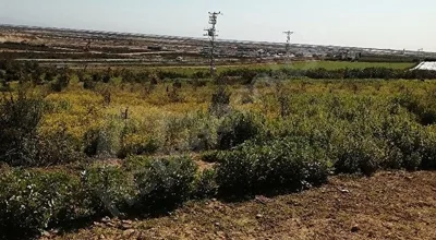 
          Adana Karataş Bebeli Tarım Organize Sanayi Bölgesinin Bitişiğinde Hobi Bahçesi ve Yatırımlık Arsa
        