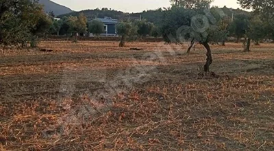 
          Aşağı Kızılca ovasında Satılık Zeytinlik (Armutlu anayola yakın)
        