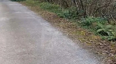 
          Giresun Görele'de Müstakil Tapulu 590 m2 Parsel Fındık Bahçesi.
        