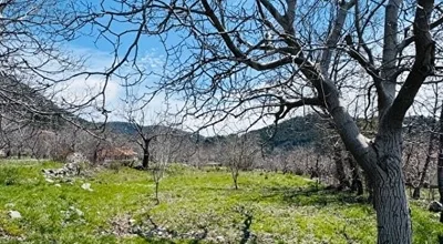 
          Yayla Koru'nun En Güzel Yeri
        