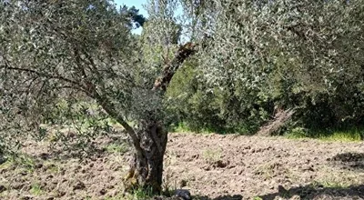 
          Örlemişte Satılık Zeytinlik
        