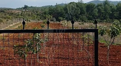 
          Uygun fiyata incir bahçesi
        