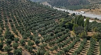 
          Satılık Zeytin Bahçesi
        
