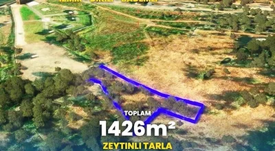 
          DENİZ KIYISINDA YATIRIMLIK ZEYTİNLİK
        