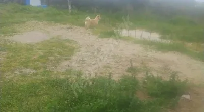 3 DÖNÜM DENİZE 200 ERDEK MERKEZE 900 M EŞSİZ MANZARALİ