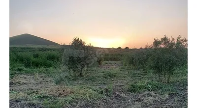 acil satılık zeytinlik  5399 mt kare
