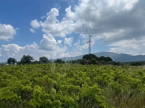 sahibinden satılık üzüm bağı