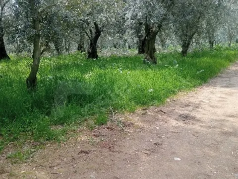 Acil satılık zeytinlik