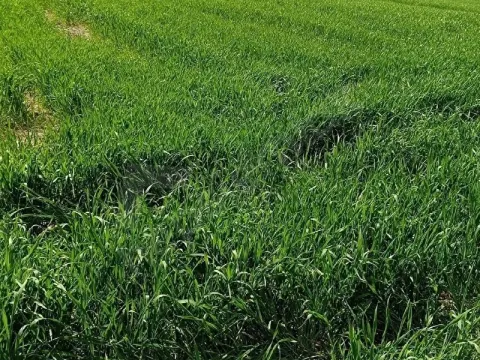 BALIKESİR 12 dönüm tek tapu satılık tarla resmi yollu TAKASA açık
