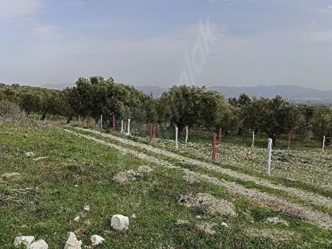 Şehre ve Otobana yakın Zeytinlik