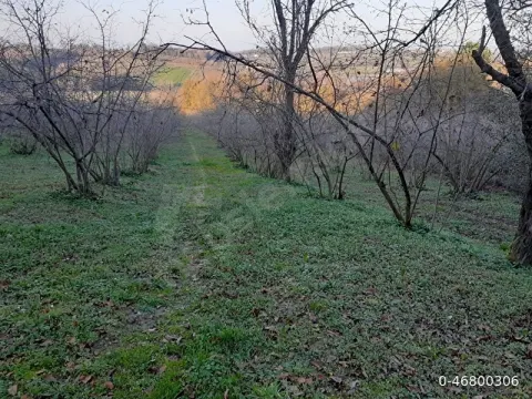 Sakaryada Satılık Fındık Bahçesi